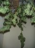 chocolate skunk some hanging drying.JPG