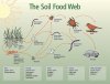 soilfoodweb_usda-nrcs.jpg