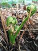 2017-04-12_ostrichfern-fiddleheads (4).jpg