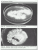 tmc_rhizomorphic_germination.gif