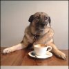 coffee-dog-be-trippin_fb_2933735.jpg