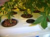 ogkush13-albums-g-13-haze-picture44811-beginning-week-4-flowering.jpg