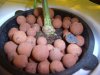 ogkush13-albums-g-13-haze-picture44810-beginning-week-4-flowering.jpg