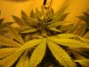 ogkush13-albums-g-13-haze-picture44809-beginning-week-4-flowering.jpg