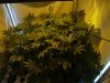 ogkush13-albums-g-13-haze-picture44807-beginning-week-4-flowering.jpg