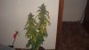 cfl grow 033.jpg