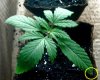 Plant Prob-March17.jpg