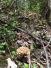 Morels1.jpg