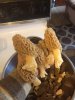 Morels2.jpg