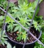 hell raiser OG.jpg
