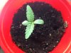 Seedling-BD.jpg