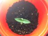 Seedling-BB.jpg