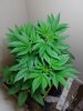 20170608_133953.jpg