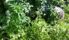 seeds go everywhere.jpg