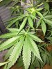 p1_leaf.JPG
