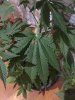 p1_leaf1.JPG