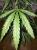 p2_leaf2.JPG