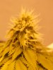 20 - day 21 of flower.JPG