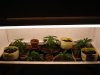 White Rhino Grow 036.jpg