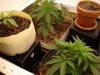 White Rhino Grow 038.jpg