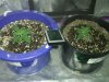 1 WEEK OLD ROYAL QUEEN WHITE WIDOW AUTO BABIES.jpg