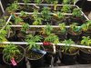 clones under grid day one.jpg