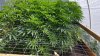 plants.jpg