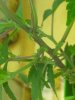 IMG_20170716_095745.jpg