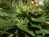 grow journal 350.jpg