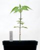 Dinafem_White_seedling-web.jpg