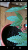 Screenshot_2017-07-21-19-19-00.png