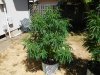 2017grow 006.jpg