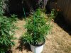 2017grow 005.jpg