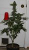 Fireballs-P1-Day57-Harvest-2.JPG