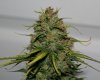 SkunkNo1-P5-Day57-Harvest-3.JPG