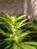 Grow 3 day 18 flower (5).jpg