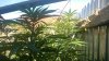 WP_20170805_008.jpg