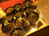 10th(august) 2017 day 20 of growth.JPG