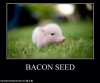 Bacon-Seed.jpg
