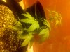 IMG-20170820-02105.jpg
