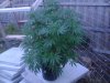 DSC00736.jpg