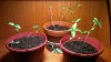 too-tall-seedlings.jpg
