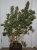 ColumbianGold-P1-Day49-Harvest-1.JPG