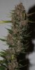 ColumbianGold-P1-Day49-Harvest-2.JPG