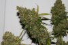 Panama-P4-Harvest-Day75-3.JPG