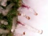 2017-09-27_day78_midbud-trichs (4).jpg