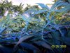 100_3362.jpg