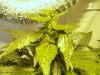 ogkush13-albums-g-13-haze-picture47464-week-5-started-using-kool.jpg