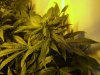 ogkush13-albums-g-13-haze-picture47465-week-5-started-using-kool.jpg