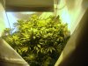 ogkush13-albums-g-13-haze-picture47463-week-5-started-using-kool.jpg